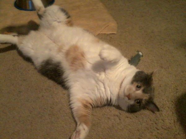 /Images/uploads/Humane Rescue Alliance/HRACalendarPhotoContest/entries/8841thumb.jpg